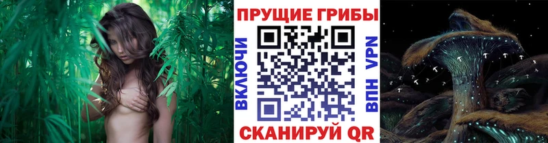 Псилоцибиновые грибы MAGIC MUSHROOMS что такое Приморск